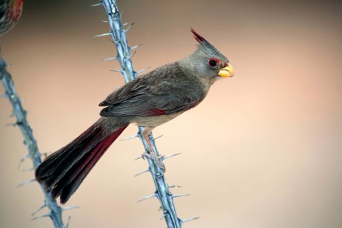 Pyrrhuloxia (Cardinalis sinuatus), female, Sonora Desert, Arizona, USA (Pyrrhuloxia sinuatus)