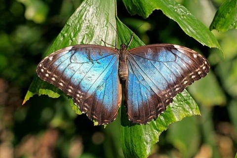 Morpho peleides blue morpho (Morpho peleides)