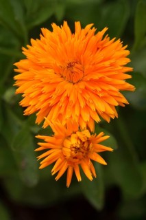 Garden Marigold, Common Marigold (Calendula officinalis)