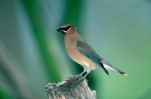 Cedar Waxwing (Bombycilla cedrorum), Sonora desert, Arizona, USA, side, North America