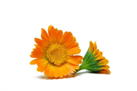 Garden Marigold (Calendula officinalis)
