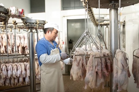 Production of salted ducks factory Nan Jing Ying Tao Yo Co. Ltd., for consumption in restaurants