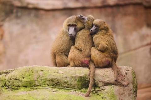 Guinea baboon (Papio papio) sitting on a tree, group, Bavaria, Germany, Europe