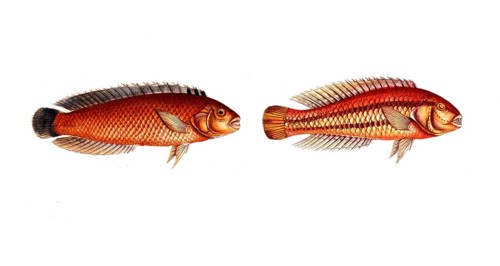 Fish, fish, genus of wrasses, Labrus macrolepidotus, great sealed wrasse and genus of wrasses,