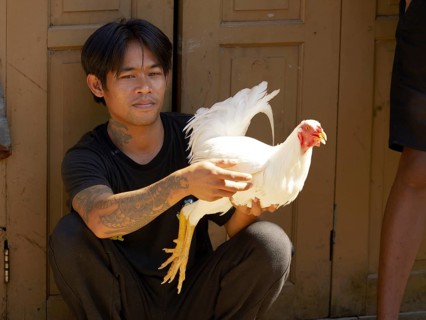 Man with white rooster, Rantepao, Tana Toraja, Sulawesi, Indonesia, Asia