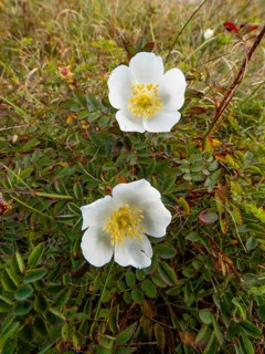 Burnet rose (Rosa spinosissima), two blossoms, flowering amongst the sand dunes, in autumn, on the