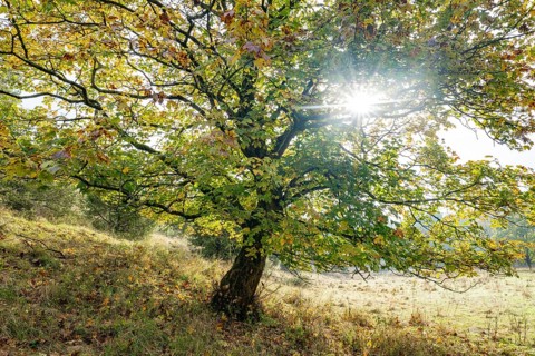 Mountain maple (Acer pseudoplatanus) in autumn with colourful leaves, backlit with sun star,