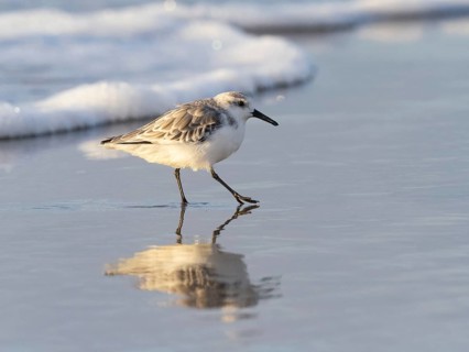 Sanderling (Calidris alba), walking along the beach at low tide in autumn, island of Texel, Holland