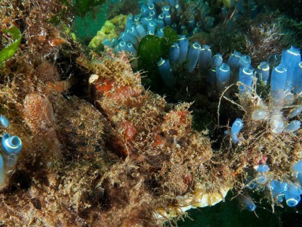 Diverse underwater landscape with camouflaged fish, Papuan scorpionfish (Scorpaenopsis papuensis),