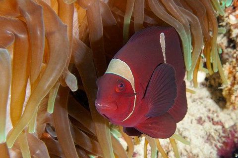 Red velvet anemonefish, spiny anemonefish (Amphiprion biaculeatus) in a sea anemone, dive site