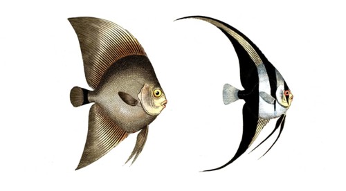 Fish, fishes, left: Genus butterflyfish, butterflyfish, Chaetodon vespertilio, the broadfin. right: