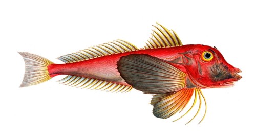 Fish, Fish, Fish species from the subfamily of the real gurnards, Trigla lyra, lyre gurnard, piper