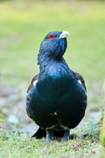 Western capercaillie (Tetrao urogallus) male (cock) standing on the ground at the edge of a foest,