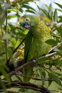 Free-living blue-fronted amazon (Amazona aestiva) in a public park in Buenos Aires, Argentina,