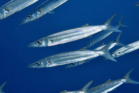 A school of silver bigeye barracudas (Sphyraena forsteri) swimming in blue water, dive site