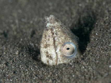A sand snake eel (Ophichthus altipennis) partially hiding in the sand, dive site House Reef,