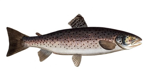 Fish, Fish, Salmon family, Salmo trutta, Historical, digitally restored reproduction from a 19th