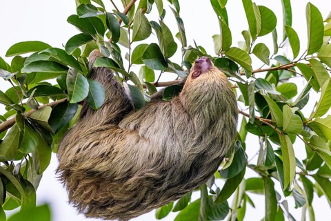 Two-fingered sloth (Choloepus), Mammals (Mammalia), Osa Peninsula, Puentarenas, Costa Rica, Central