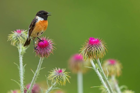 Stonechat, (Saxicola torquata), foraging, male, Eich, Rhineland-Palatinate, Germany, Europe