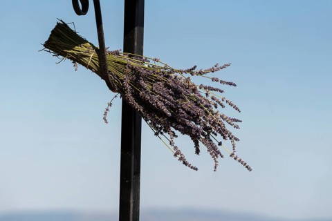 Bouquet of lavender (Lavandula angustifolia) at a stall, Plateau de Valensole, Département