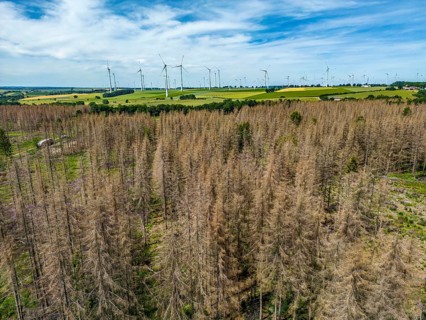 Cleared forest in the Eggegebirge, near Lichtenau, Paderborn district, site of a spruce forest that