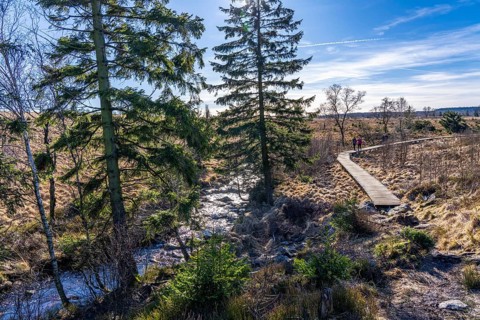 Stream in the High Fens, raised bog, in the Eifel and Ardennes region, High Fens-Eifel nature park