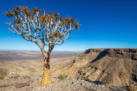 Quiver tree (Aloe dichotoma) at the edge of the Fish River Canyon at sunset, Fish River Gorge,