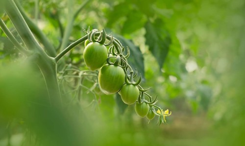 Green Tomatoes on the Vine.