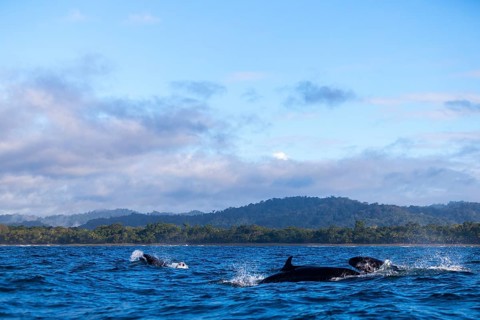 Pilot whales (Globicephala), Osa Peninsula, Puentarenas, Pacific Ocean, Costa Rica, Central America