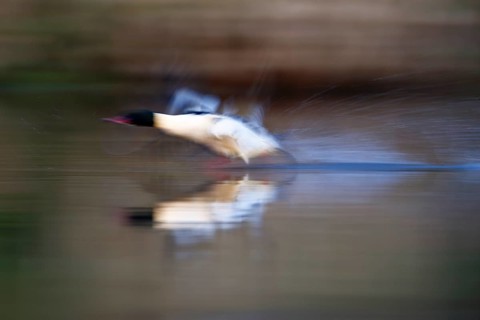 Goosander (Mergus merganser), drake at take-off from the water, tow, wiping effect, Middle Elbe