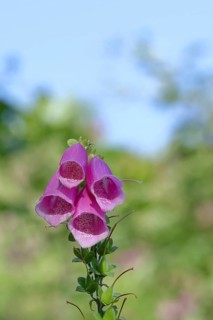 Common foxglove (Digitalis purpurea), flowers, from the plantain family, highly toxic, deadly