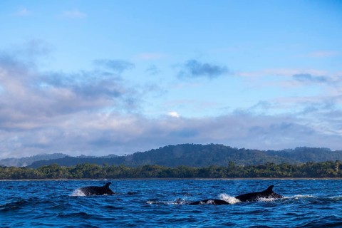 Pilot whales (Globicephala), Osa Peninsula, Puentarenas, Pacific Ocean, Costa Rica, Central America