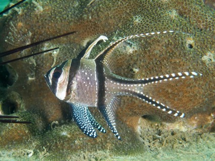A striped Banggai cardinalfish (Pterapogon kauderni) with elegant fins in front of a coral reef,