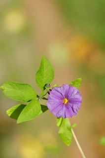 Blue potato tree (Lycianthes rantonnetii), gentian tree, blossom, close-up, Wilden, North