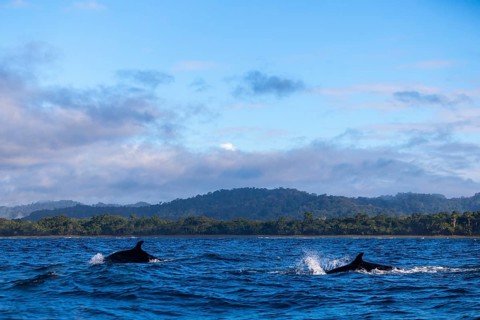 Pilot whales (Globicephala), Osa Peninsula, Puentarenas, Pacific Ocean, Costa Rica, Central America
