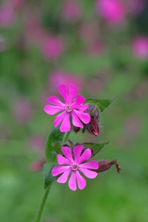 Red campion (Silene dioica), close-up of a flower in a meadow, Wilnsdorf, North Rhine-Westphalia,