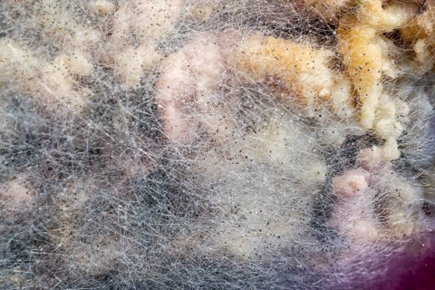 Mould, spoiled food, close-up