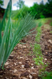 Onions and carrots like to grow next to each other in the organic garden in early summer. Organic