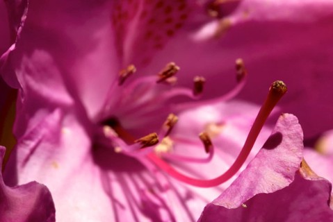 Pink flowering rhododendron bush. Full blossom in soft pink