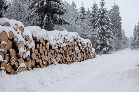 Woodpile in a forest in winter, Märzenbecher path, between Reblin and Valbert, Meinerzhagen,