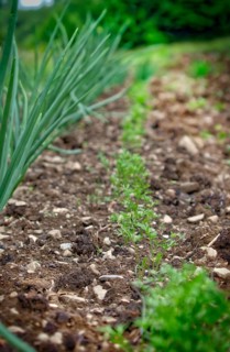 Onions and carrots like to grow next to each other in the organic garden in early summer. Organic