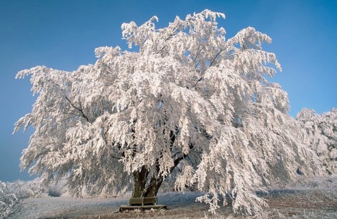 Beech in winter (Fagus sylvatica), Weißenbach, Hohe Meißner nature park Park, Hesse, Germany,