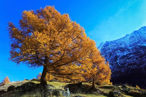 European larches ( Larix decidua) Larch, Larch forest, Valais, Switzerland, Europe