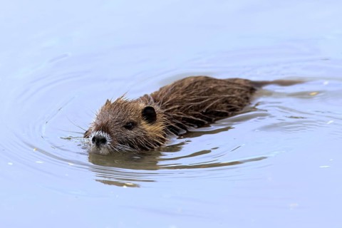 Nutria, Camargue, Provence, South of France, beaver rat, swamp beaver, tail beaver (Myocastor