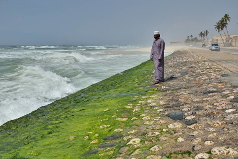 Local man watching the surf at the corniche of Salalah during the monsoon season, or Khareef