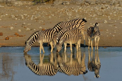 Burchell's Zebras (Equus quagga burchelli) at the waterhole, Chudop, Etosha National Park, Namibia,