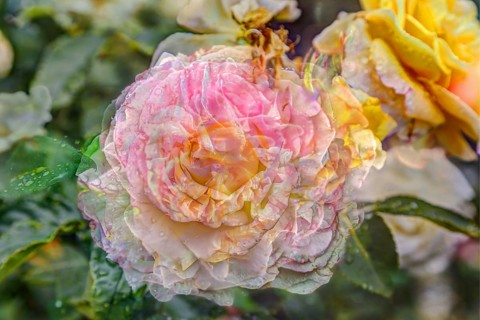Creative shot, rose (pink), flower alienated, leaves, plants, creative, colourful, all over,