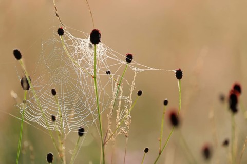 Great burnet (Sanguisorba officinalis), rose family (Rosaceae), spider web, Irndorfer Hardt, Upper