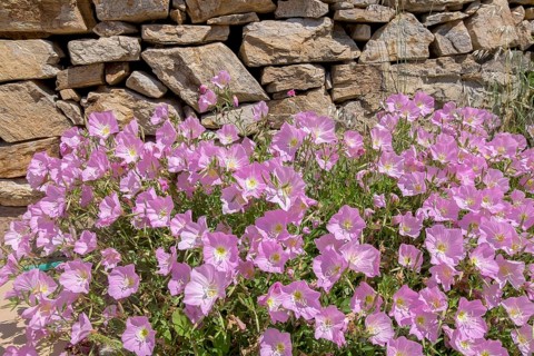 Amapola (Oenothera speciosa), also known as pink carpet evening primrose, Naxos, Cyclades, Greece,