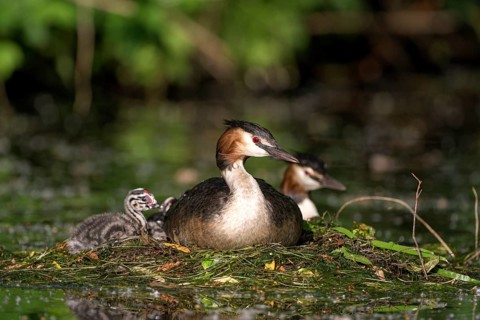 Great Crested Grebe (Podiceps cristatus), pair at the nest, with chicks, Krickenbecker Seen, North